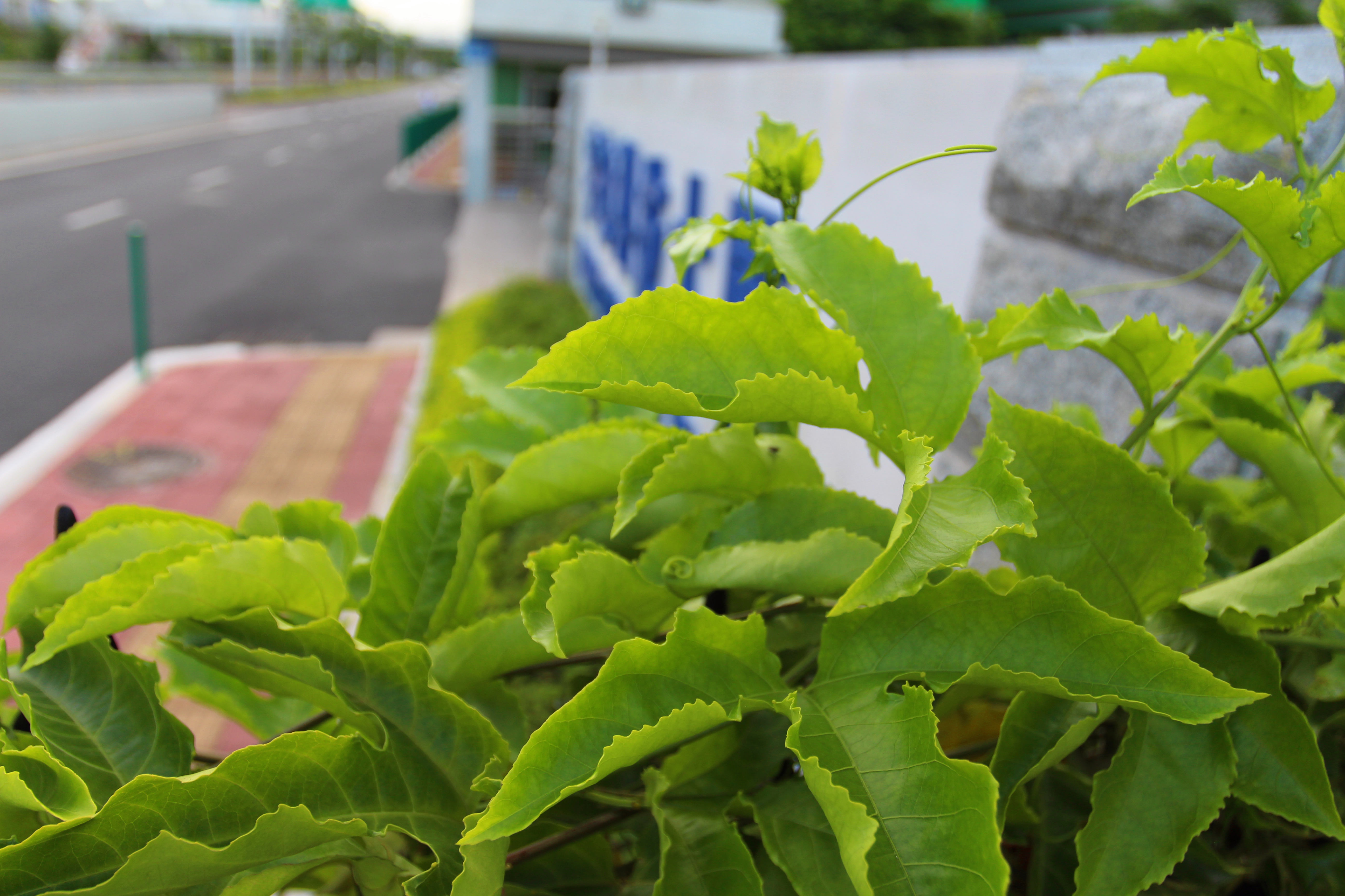 百香果 (1).jpg 百香果 (1).jpg